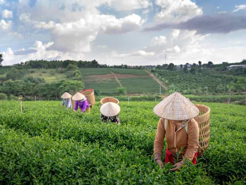 Rice farmers in a field